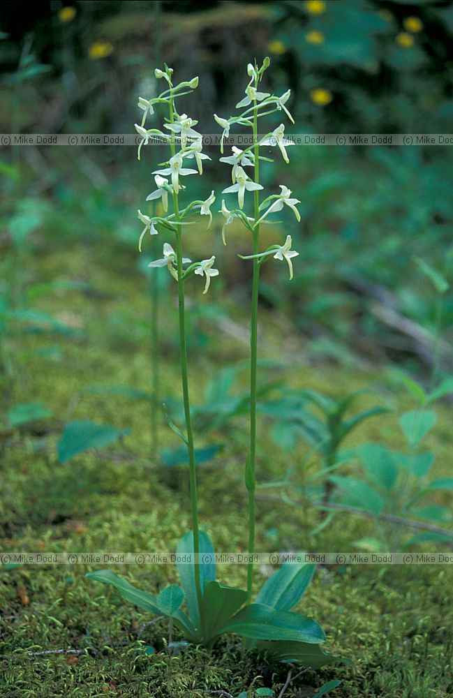 Platanthera bifolia