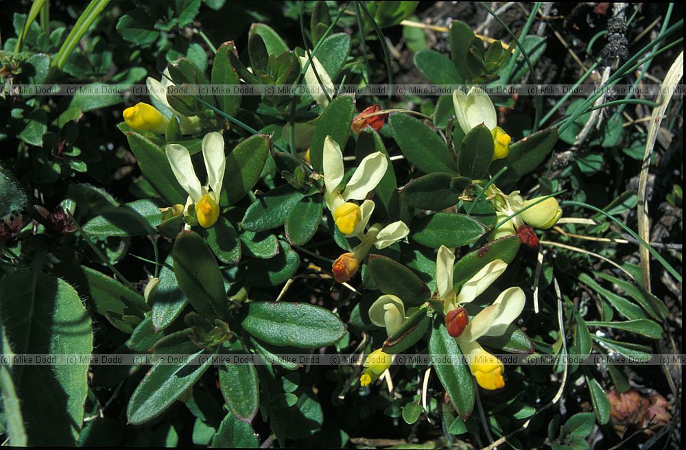 Polygala chamaebuxus