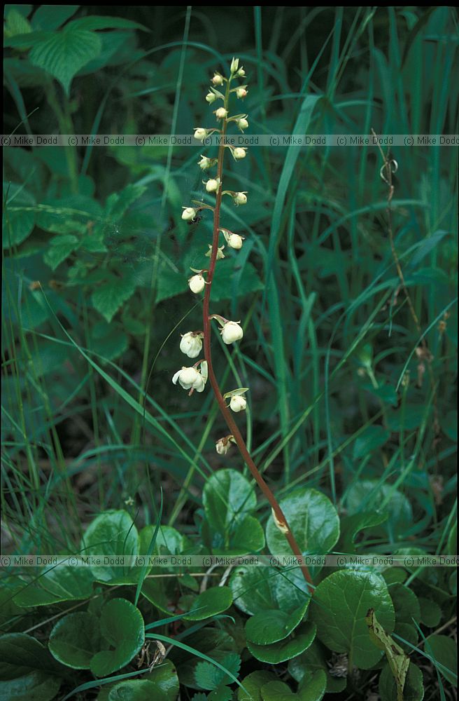 Pyrola rotundifolia
