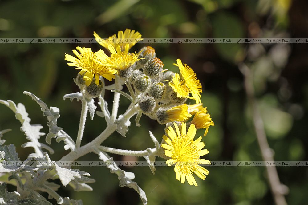Andryala pinnatifida