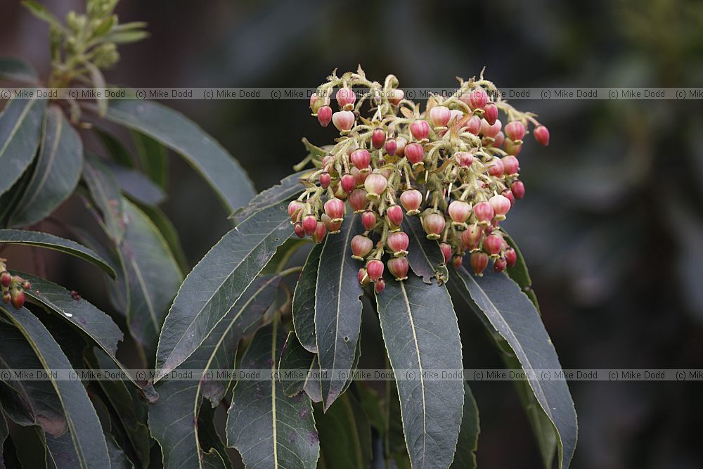 Arbutus canariensis