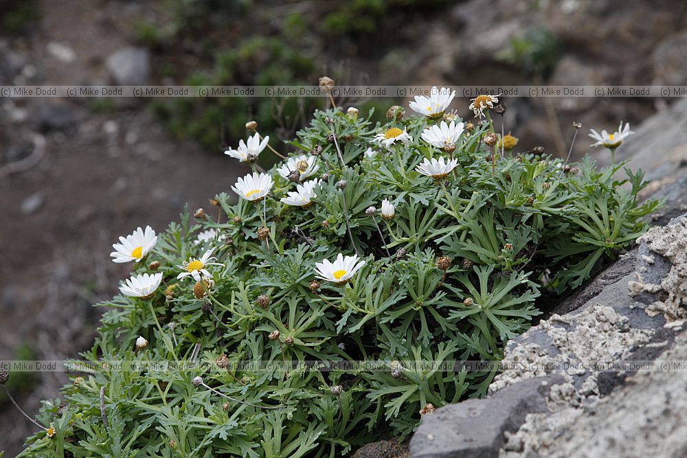 Argyranthemum coronopifolium (?)