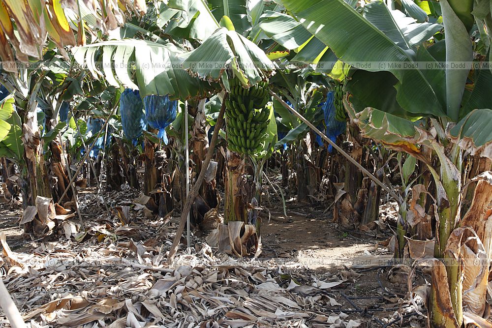 Banana plantation