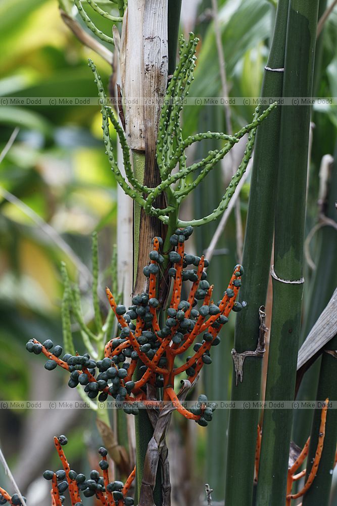 Chamaedorea seifrizii