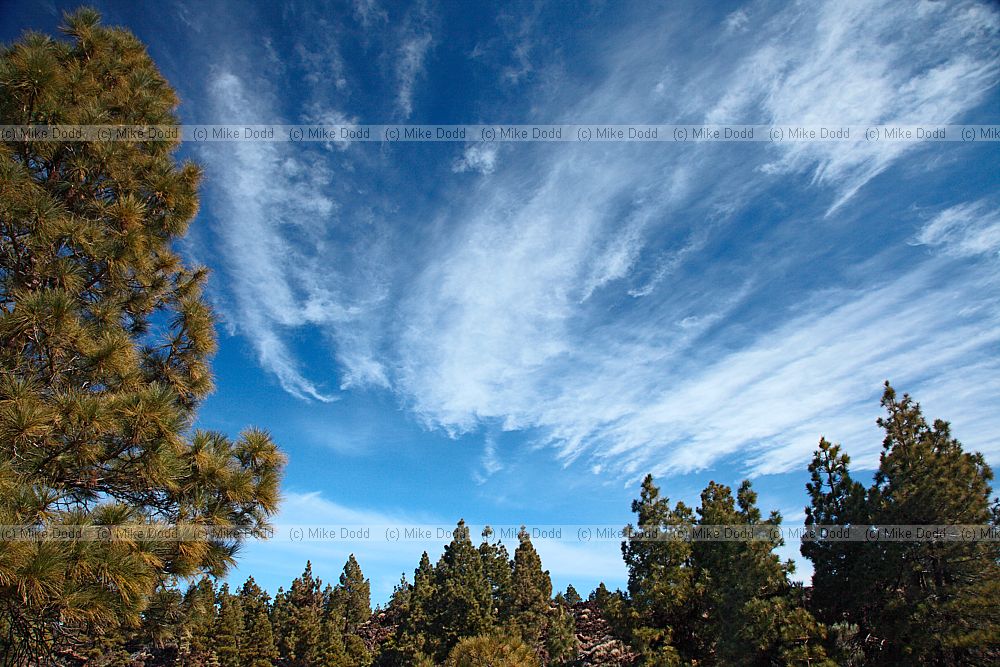 Cirrus clouds