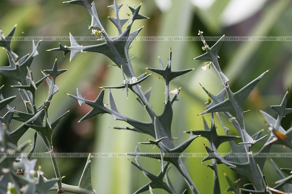 Colletia cruciata