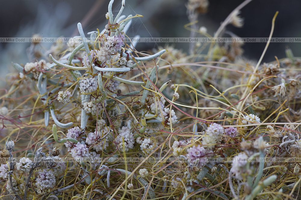 Cuscuta planiflora (?) Dodder parasitic plant