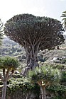 Dracaena draco Canary Islands Dragon Tree