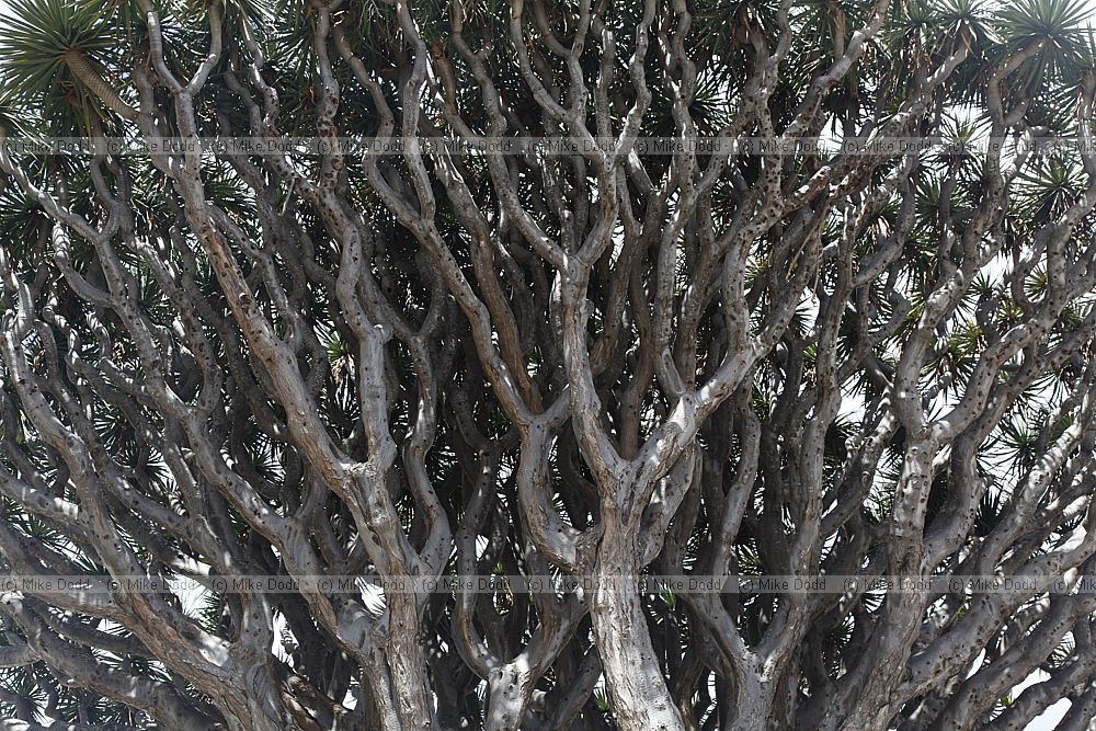Dracaena draco Canary Islands Dragon Tree