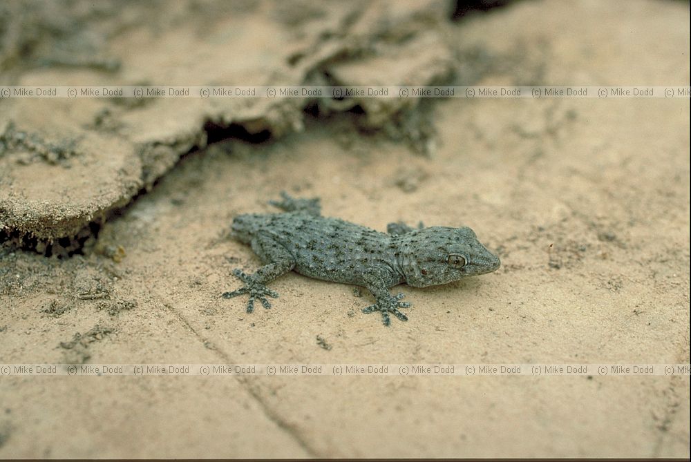 Canary geko Canary endemic