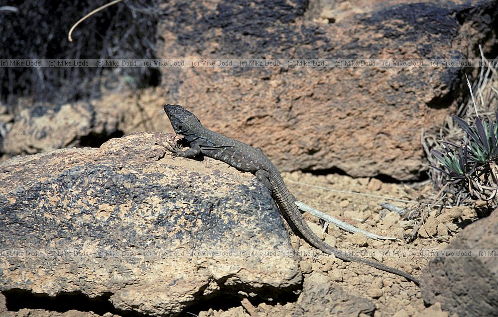 Canary lizard Canary endemic