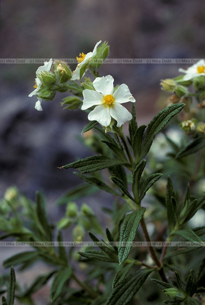 Cistus monspeliensis Jara