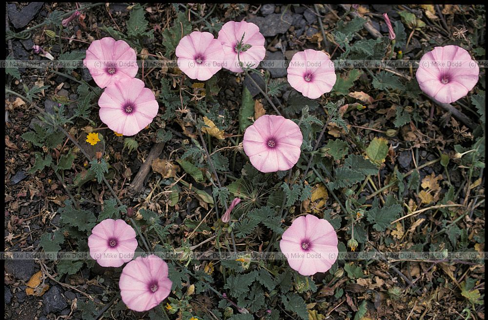 Convolvulus althaeoides