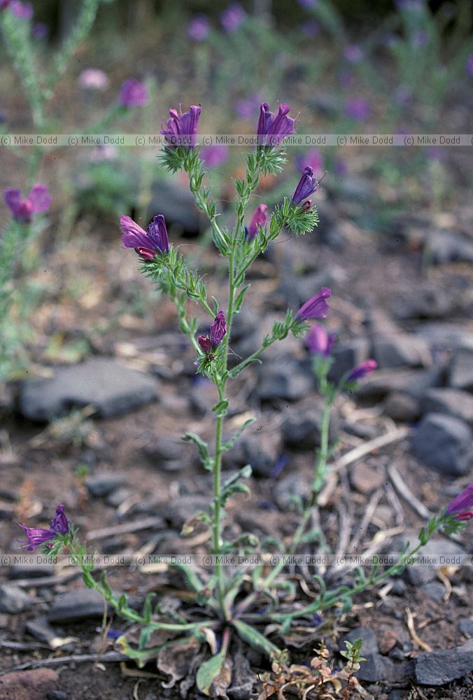 Echium plantagineum