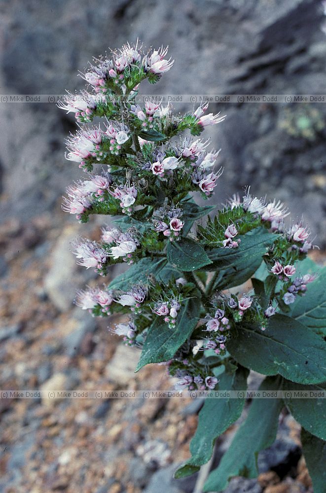 Echium virescens
