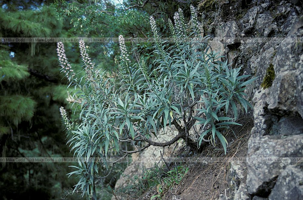 Echium virescens