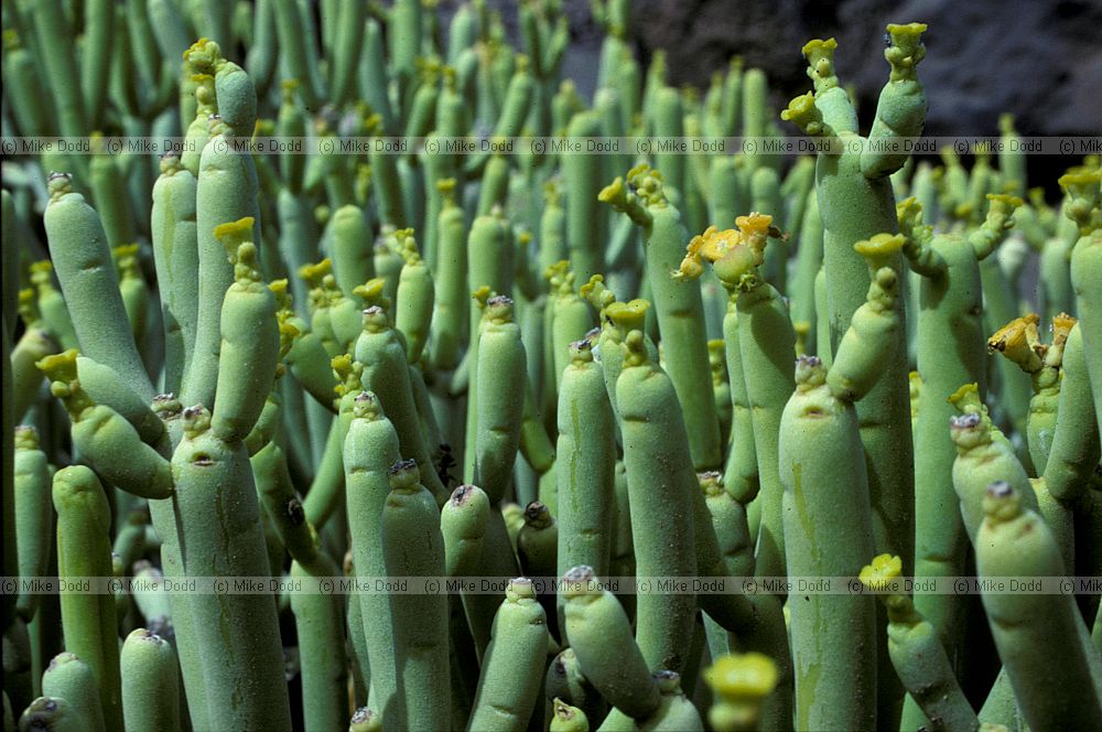 Euphorbia aphylla Tabaiba Parida Canary endemic