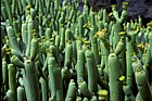 Euphorbia aphylla Tabaiba Parida Canary endemic