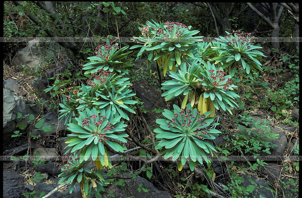 Euphorbia atropurpurea Tabaiba Majorera