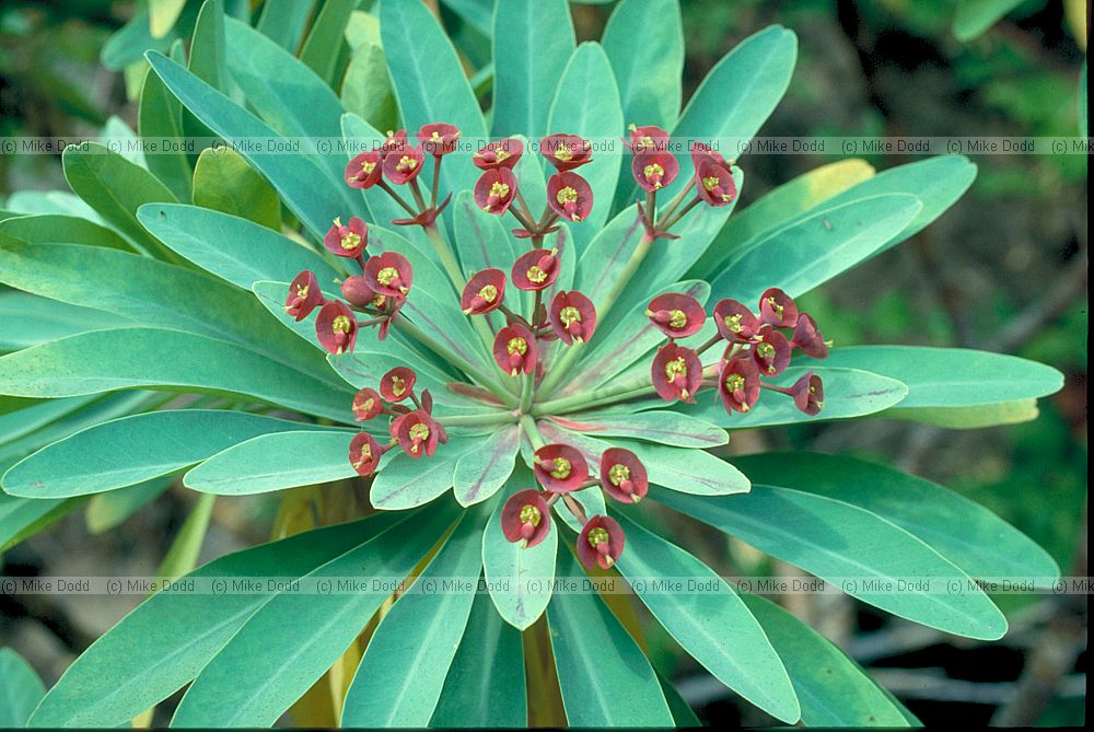 Euphorbia atropurpurea Tabaiba Majorera
