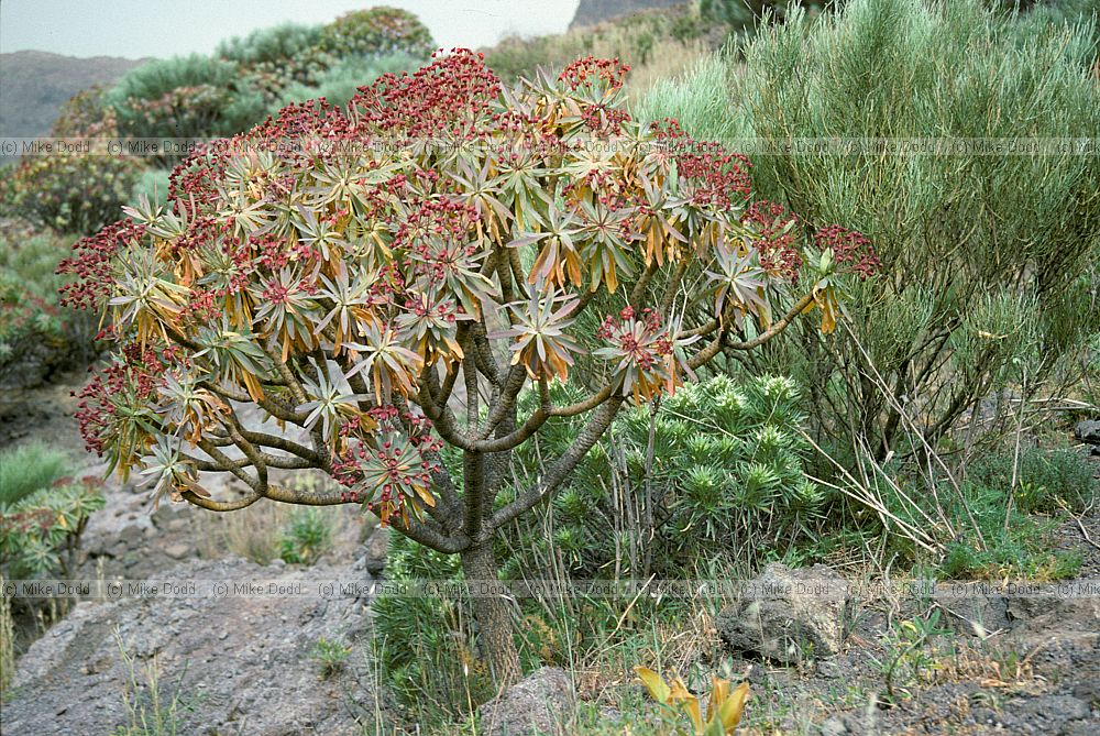 Euphorbia atropurpurea Tabaiba Majorera