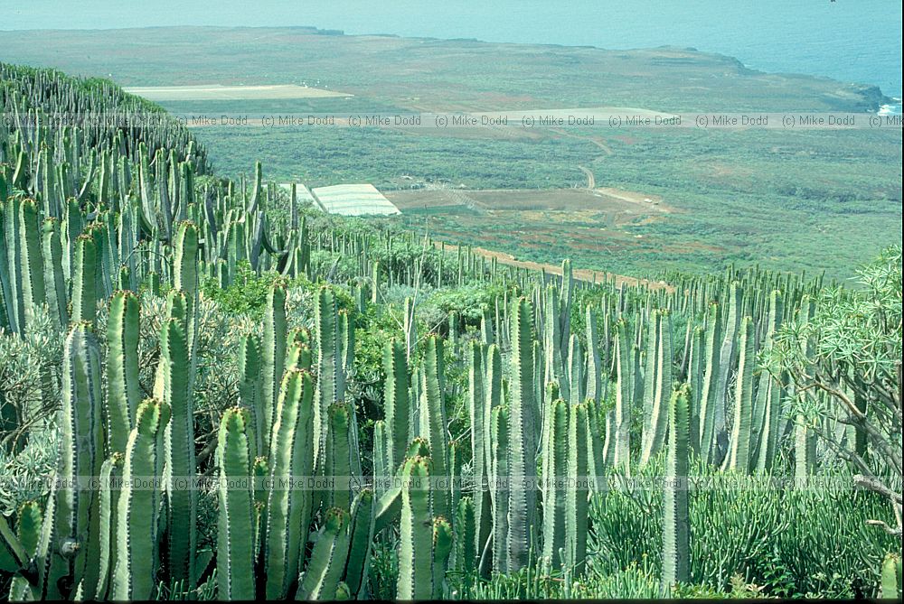 Euphorbia canariensis Cardon Canary endemic