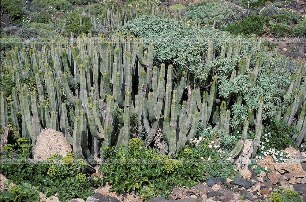 Euphorbia canariensis Cardon Canary endemic
