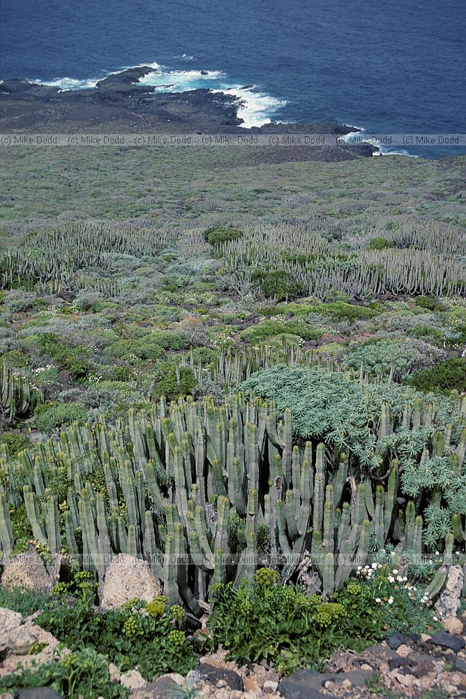 Euphoribas on north coast