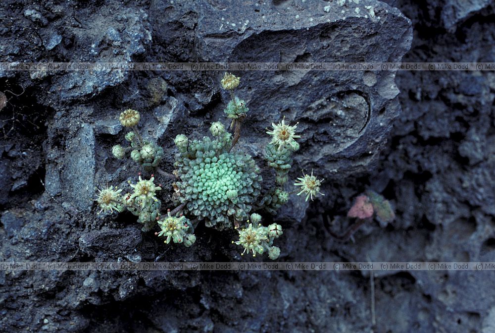 Monanthes silensis Canary endemic