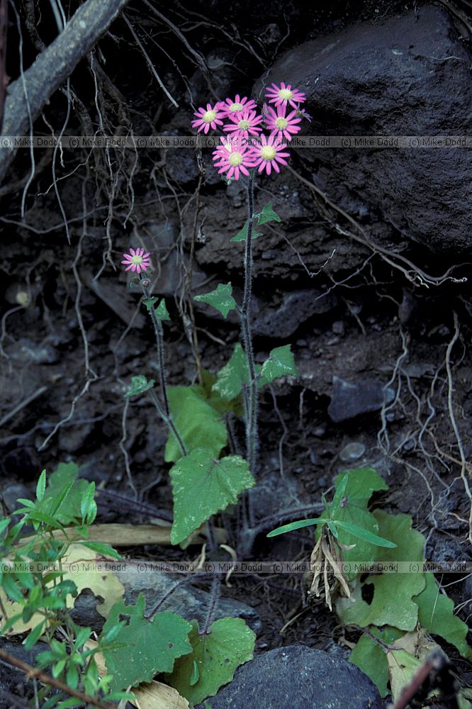 Pericallis echinata