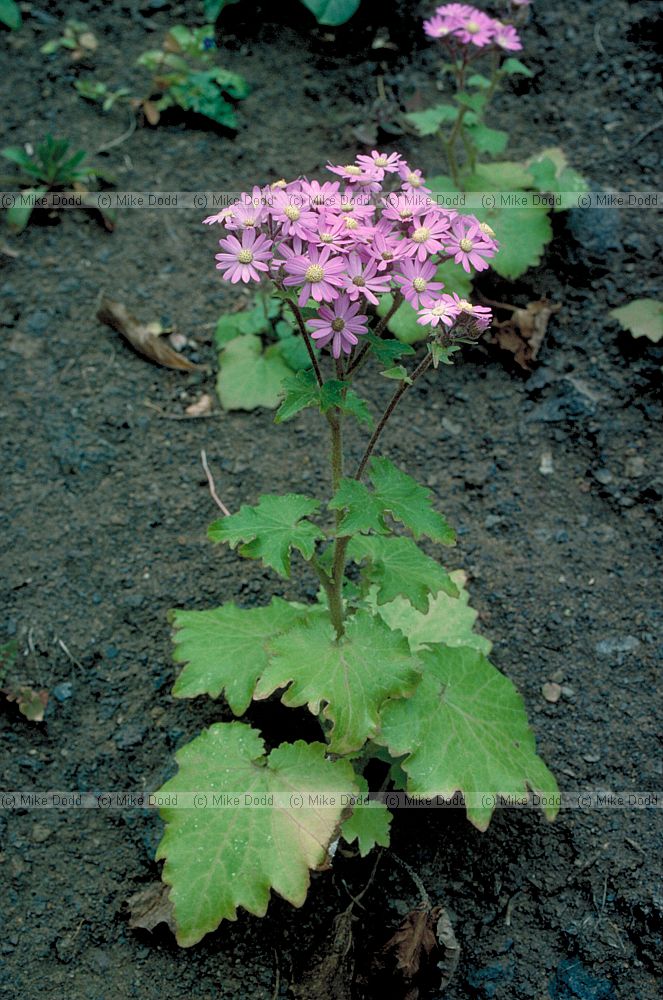 Pericallis echinata