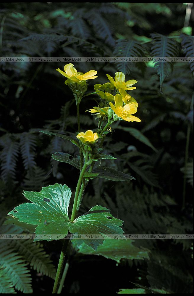 Ranunculus cortusifolius macaronesian endemic