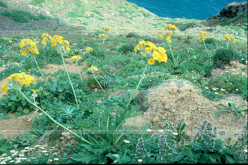 Sonchus acaulis