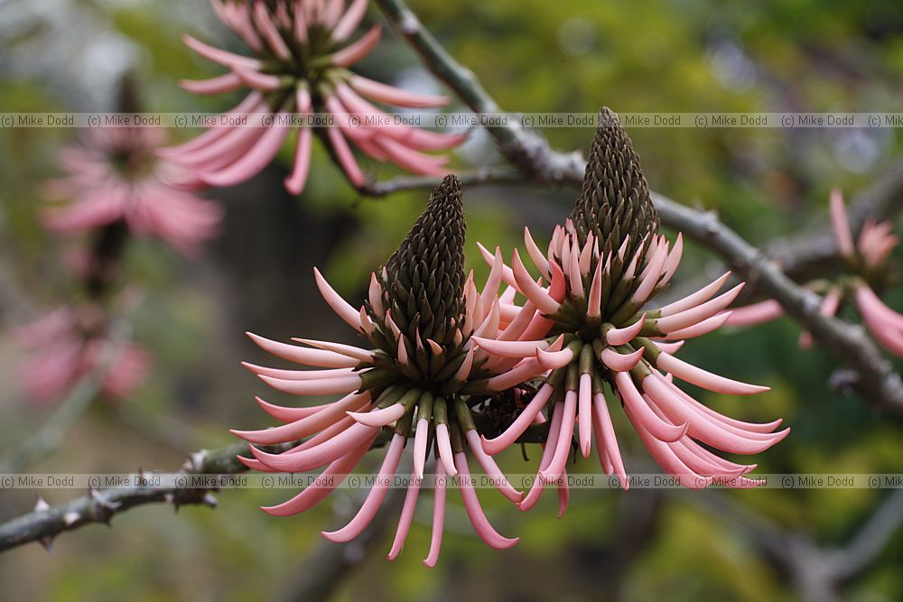 Erithrina speciosa var rosea