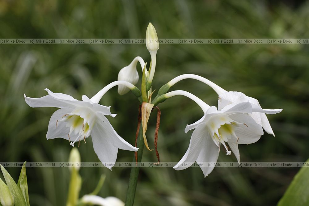 Eucharis grandiflora