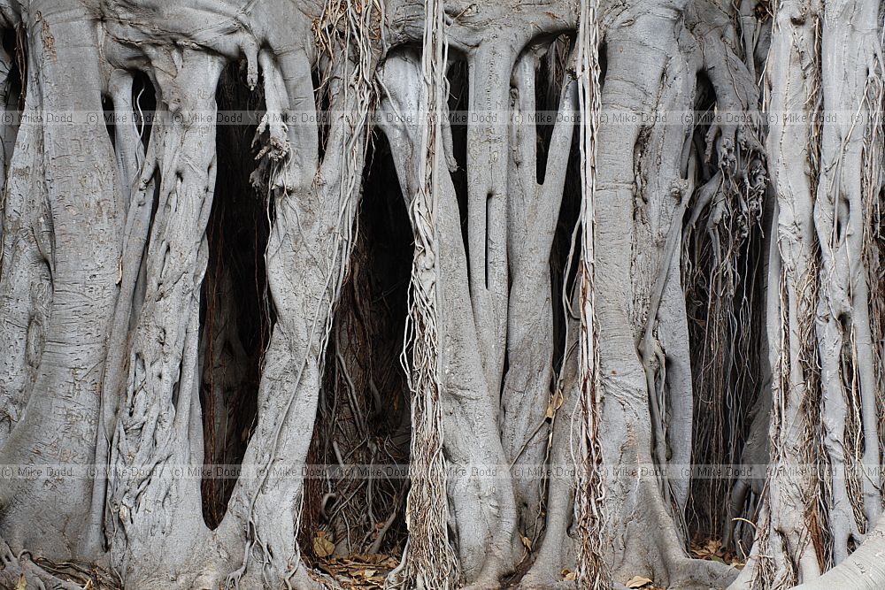 Ficus macrophylla subsp columnaris