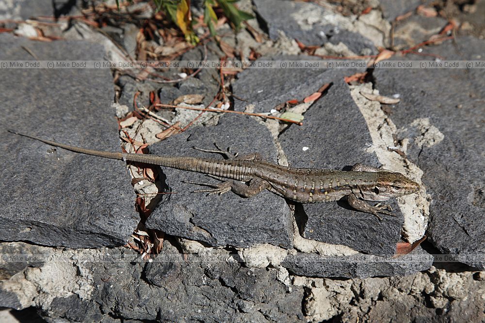 Gallotia galloti galloti Tenerife Lizard