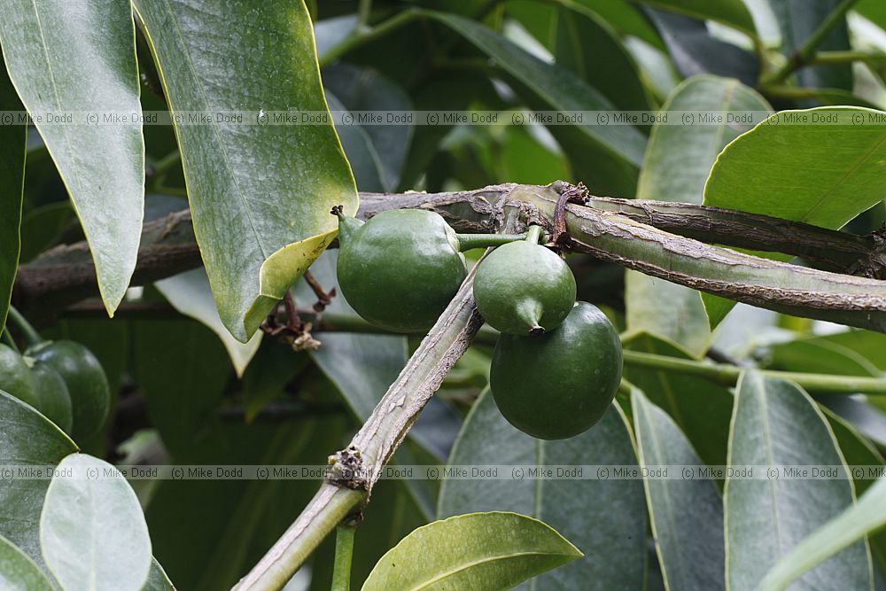 Garcinia tinctoria