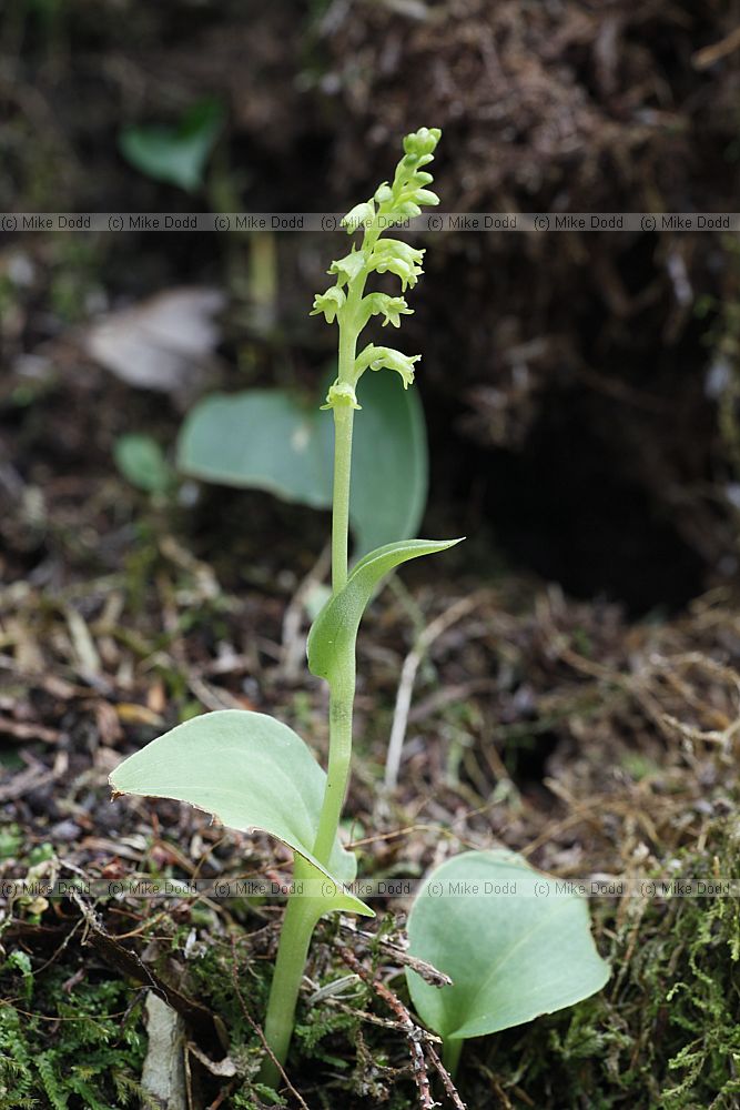 Gennaria diphylla