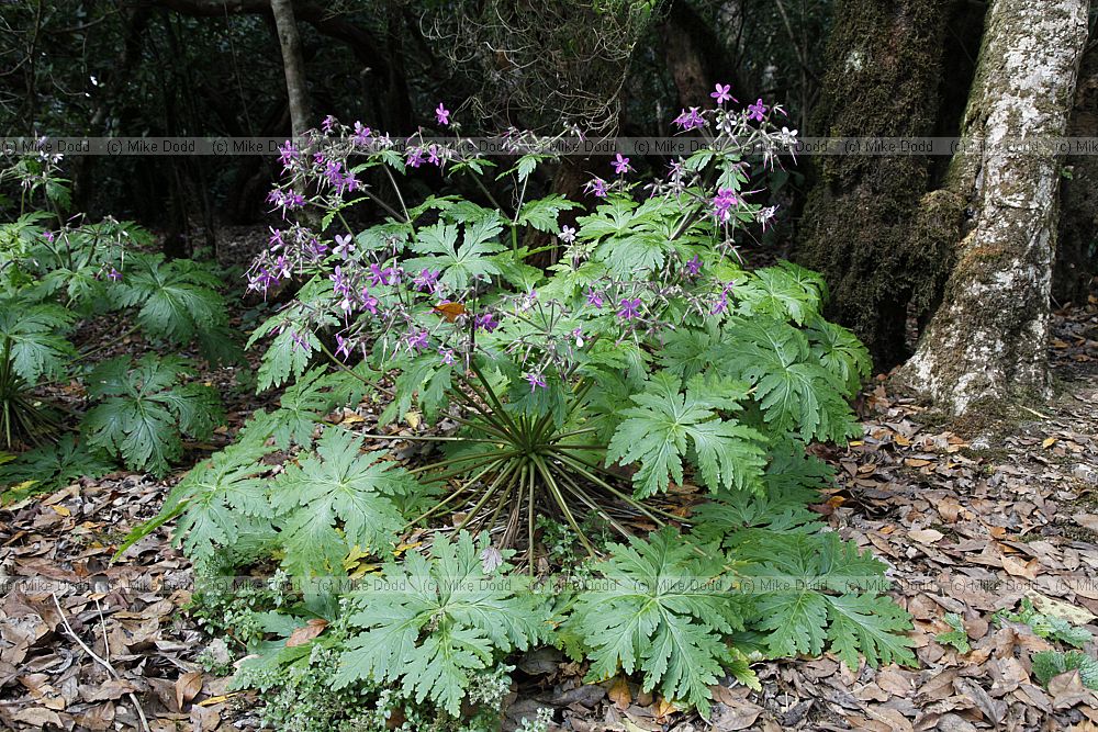 Geranium canariense Giant Geranium