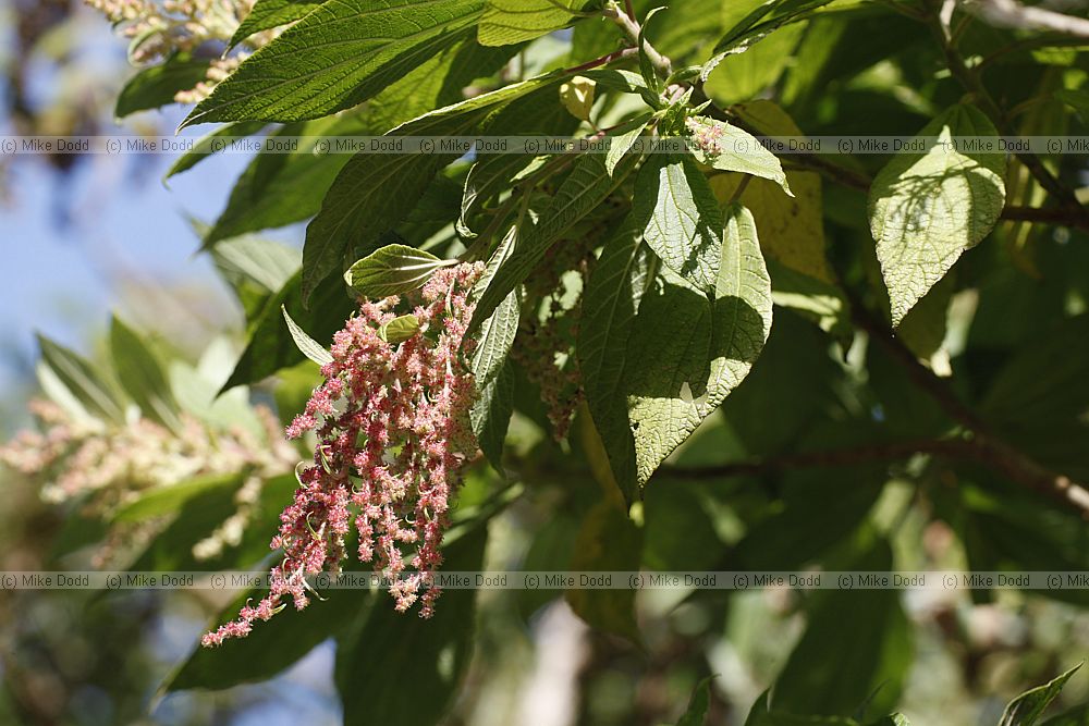 Gesnouinia arborea
