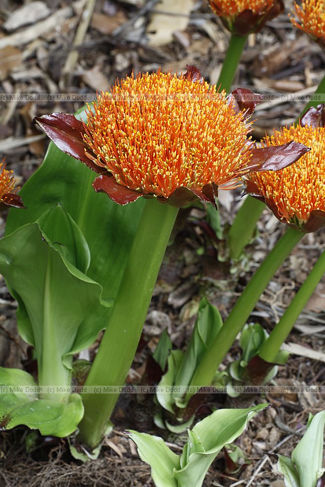 Haemanthus puniceus