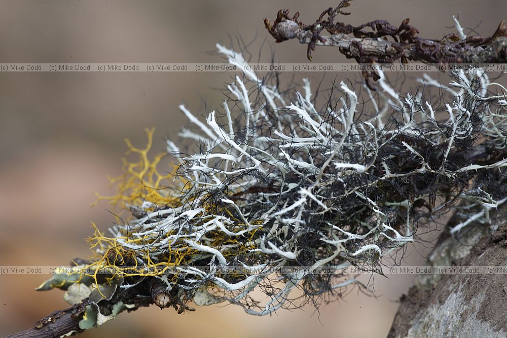 Heterodermia (black and white lichen possibly H leucomela) orange lichen Teloschistes