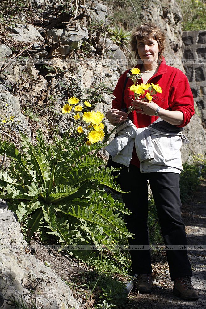 Irina with Sonchus acaulis