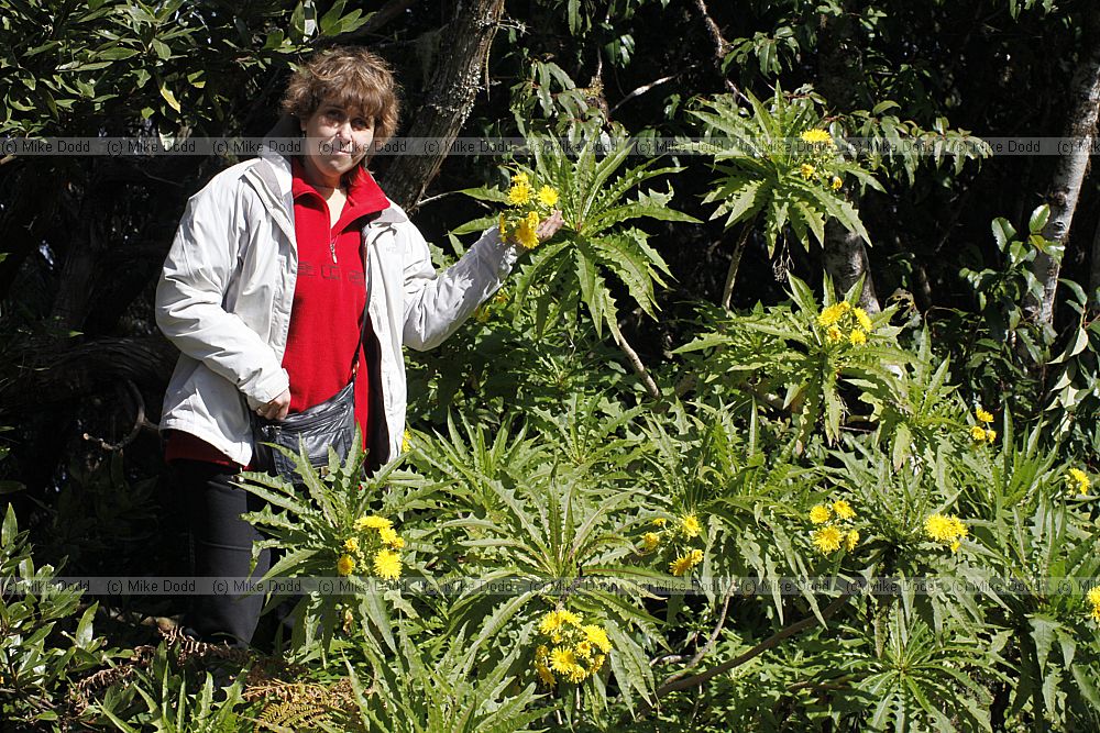 Irina Sonchus congestus
