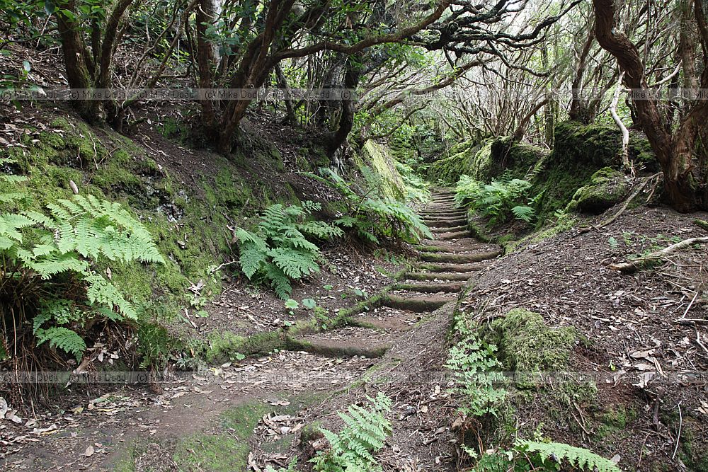 Laurel forest track