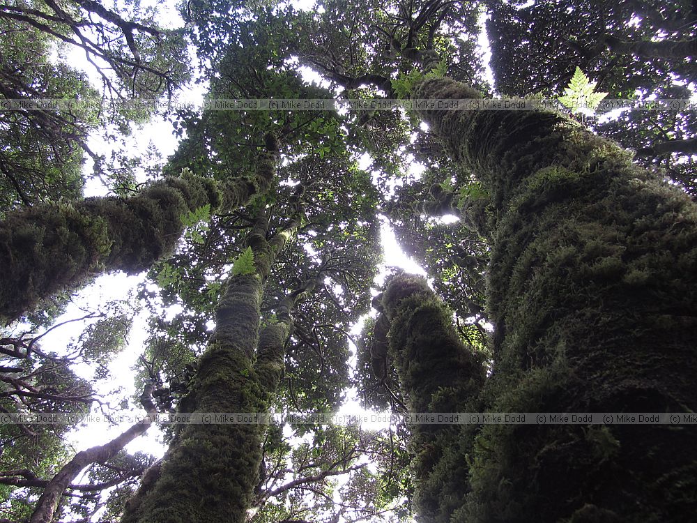 Laurel forest trees with moss