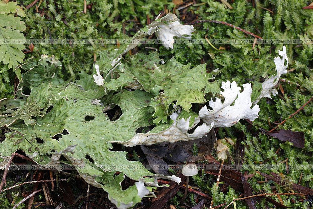 Lobaria pulmonaria Tree Lungwort