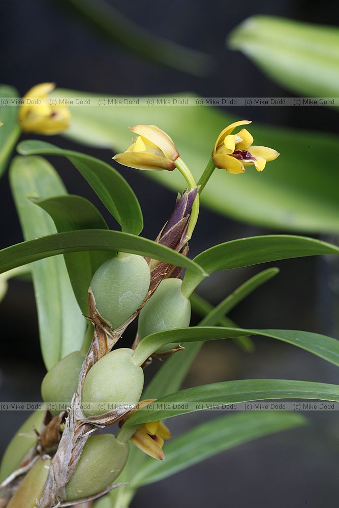 Maxillaria variabilis var lutea