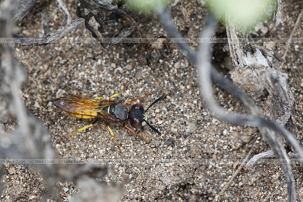 Philanthus triangulum Bee Wolf